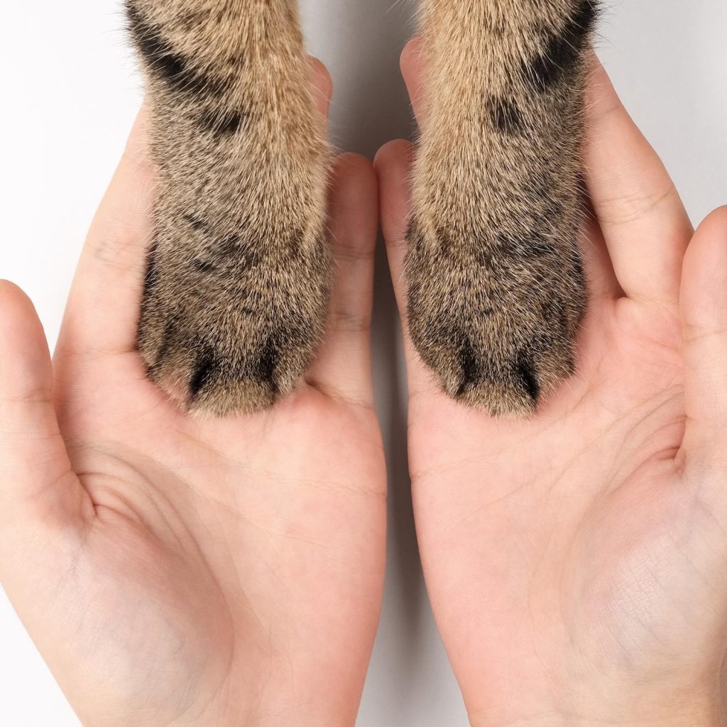 produits-veterinaires-pharmacie-de-la-place-bort-les-orgues